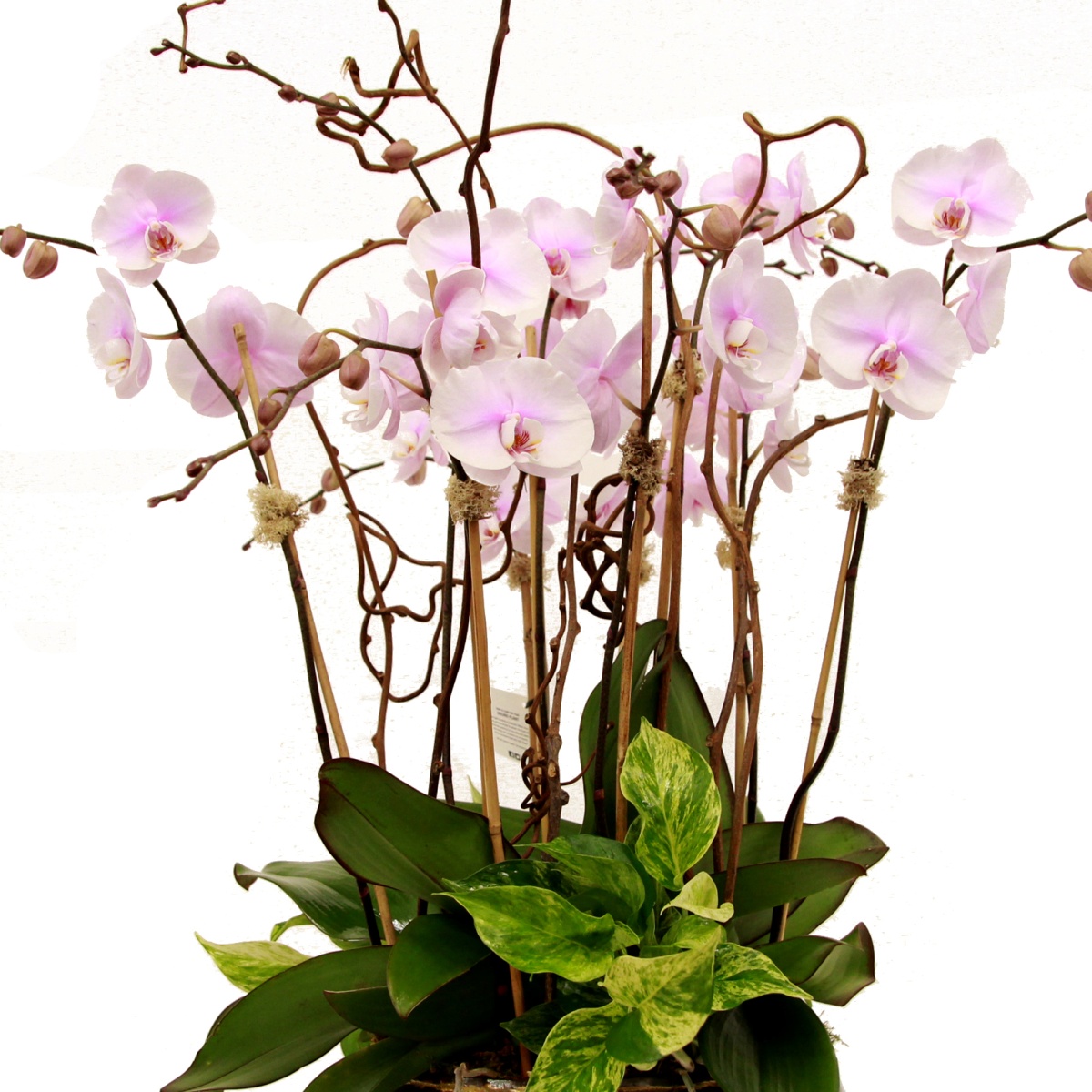 Plants